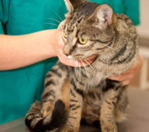 Allora Veterinary Clinic - Allora, QLD