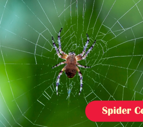 Port Phillip Pest Control. Spider Control