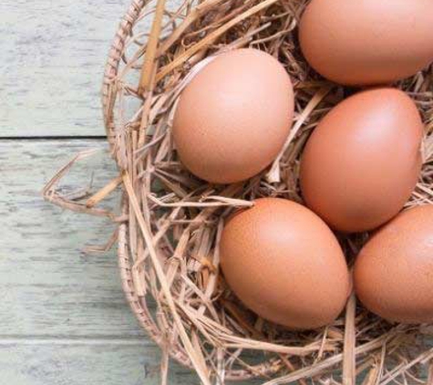 Suncoast Wholesale Eggs - Peregian Beach, QLD