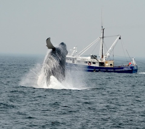 Beth Ann Charters - Provincetown, MA