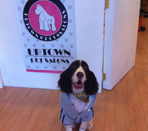 Uptown Pet Salon - Orlando, FL