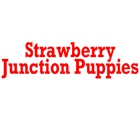 Strawberry Junction Puppies