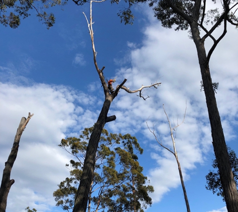 Dynamic Tree Works