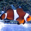 Clownfish Hatchery, LLC gallery