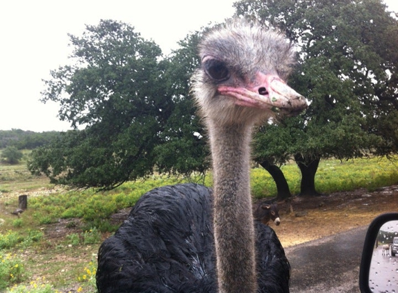 Natural Bridge Wildlife Ranch