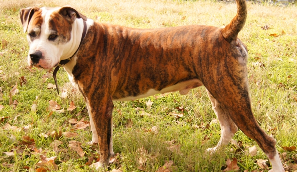 CORNERSTONE BULLDOGS AMERICAN BULLDOG - Cleburne, TX