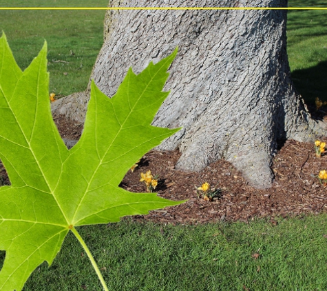 Petree Arbor Lawn & Landscape - Louisville, TN