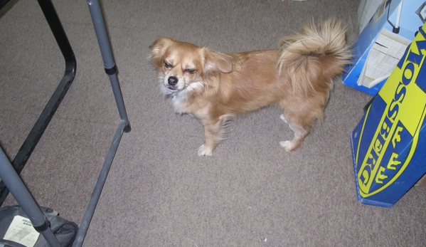 Knob Creek Gun Range - West Point, KY. Clementine, One Of My Grand Dogs