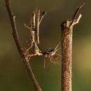 Magic City Pest Control - Pest Control Equipment & Supplies