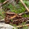 Pete's Wildlife Control Services gallery