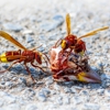 Clarksville Pest Control gallery