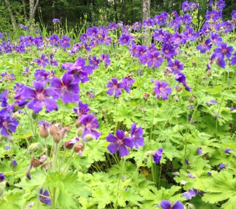 Alaska Botanical Garden - Anchorage, AK