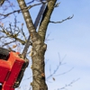 Richie's Tree Service gallery
