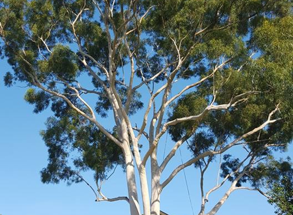 Hunter River Trees Pty Ltd - Lochinvar, NSW
