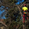 Miller Family Tree Care gallery