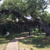 Capitol Tree Care gallery
