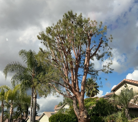 Ed's Tree Services - San Bernardino, CA