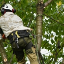 Quality Care Tree Service & Removal - Tree Service