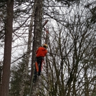 TorrisonTree Service