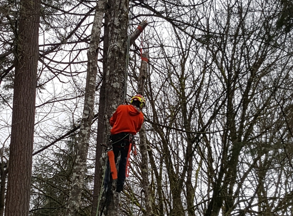 TorrisonTree Service - Port Orchard, WA. Joel Torrison limbing a tree.