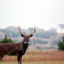 Mudcreek Deer and Wild Game Processing LLC - Meat Processing