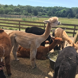 Island Alpaca Co - Vineyard Haven, MA