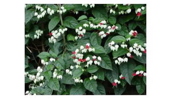 Junction Hill Nursery