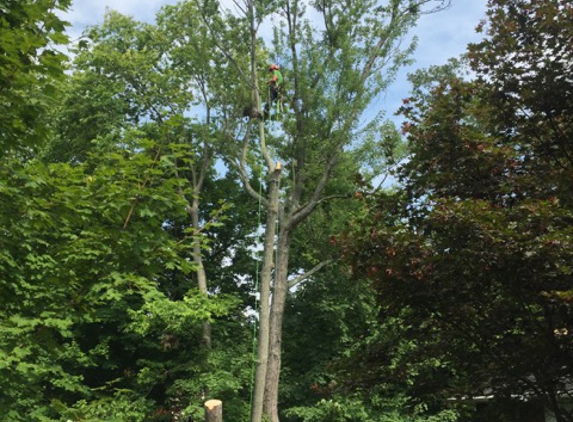 Clean Cut Tree & Landscape - Batavia, OH. Skilled climbers