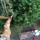 Darrel Emel's Tree Service - Stump Removal & Grinding
