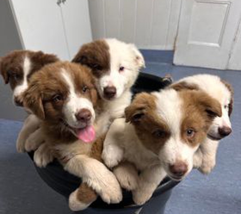 Acacia Veterinary Surgery - Yeppoon, QLD