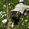 Tree Service & Removal gallery