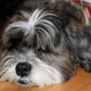 Snootys Pet Salon - Pet Grooming