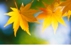 Banham Rose Spirit Earth Counselling & Hypnotherapy - Hypnotherapy & Hypnosis