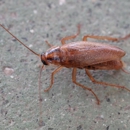 Stokes Mosquito and Pest Service