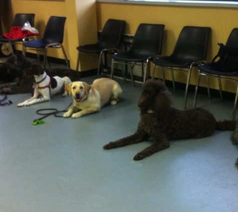 Pender Dog Training in Chantilly - Chantilly, VA