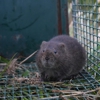 A.M.D. Pest Control & Termite Extermination, Inc. gallery