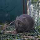 A.M.D. Pest Control & Termite Extermination, Inc. - Pest Control Equipment & Supplies