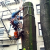 Ralph Padilla Certified Arborist gallery