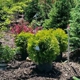 Busy Acres Nursery Sales & Transplanting LLC