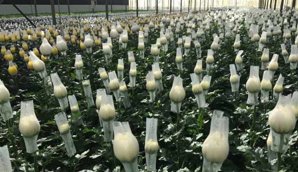 Floraco Pty Ltd - East Perth, WA