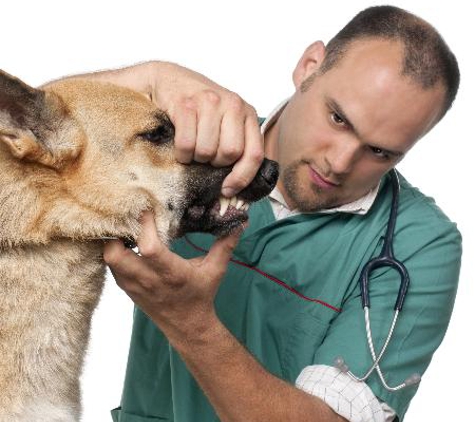 Warwick Town & Country Vets - Warwick, QLD