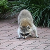 Cross Country Exterminators gallery