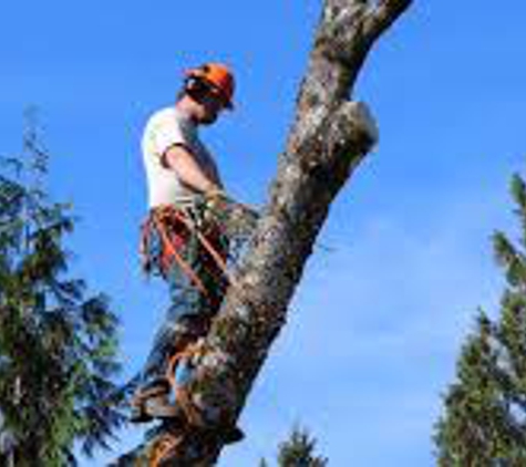 Bills Tree Service & Landscaping - Dover, PA