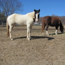 S & S Sunny Farms - Horse Stables