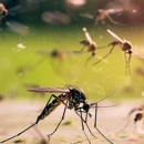 Boessen Pest Control - Pest Control Equipment & Supplies