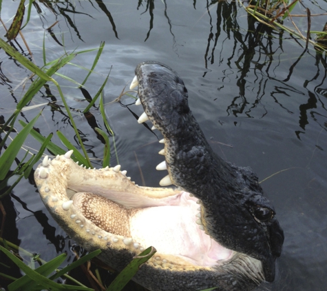 The River of Grass Everglades Adventures - Miami, FL