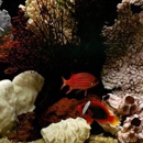 Seascape Designs - Aquariums & Aquarium Supplies-Leasing & Maintenance