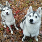 Echoing Wind Kennels