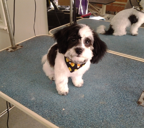 Pampered Pets Dog Grooming - Dallas, NC