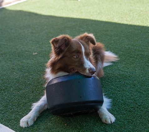 Dog Trainers Workshop - Fountain Inn, SC